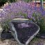 Amethist geode (19) van 30 kilo