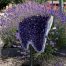 Amethist geode (63) van 49 kilo